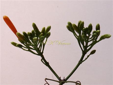  Inflorescence-Corymbose raceme